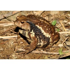 Bufo Gargarizans