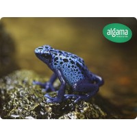 Rana Flecha Azul - Dendrobates azureus