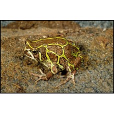 Rana Globo Laberinto -  Scaphiophryne madagascariensis . 