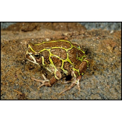 Rana Globo Laberinto -  Scaphiophryne madagascariensis . 