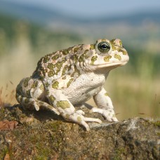 Bufotes viridis - sapo verde 