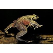 Rana peluda  - Trichobatrachus robustus