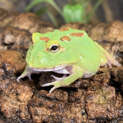 Rana Pacman matcha - Ceratophrys cranwelli