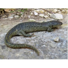Tritón acanalado argelino - Pleurodeles nebulosus Tritón acanalado argelino - Pleurodeles nebulosus