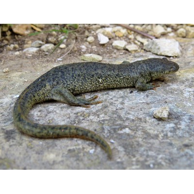 Tritón acanalado argelino - Pleurodeles nebulosus Tritón acanalado argelino - Pleurodeles nebulosus