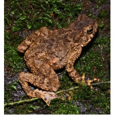 Bufo Asper - Phrynoidis asper