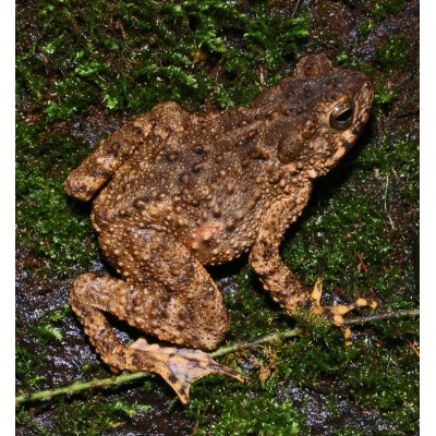 Bufo Asper - Phrynoidis asper