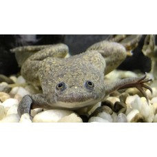 Rana de uñas del Camerún - Xhenopus Fraseri 