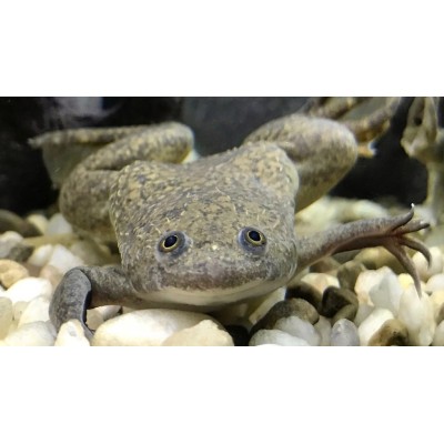 Rana de uñas del Camerún - Xhenopus Fraseri 