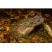 Bufo Asper - Phrynoidis asper