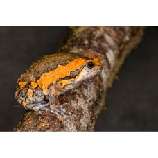 Rana globo - Kaloula Pulchra Rana globo - Kaloula Pulchra