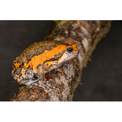 Rana globo - Kaloula Pulchra