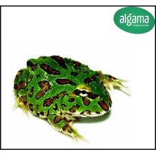 Rana Pacman azul menta Peppermint - Ceratophrys Cranwelli