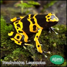 Rana Flecha amarilla o Sapito Minero - Dendrobates Leucomelas 