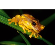 Rana Payaso - Hyla Ebraccata