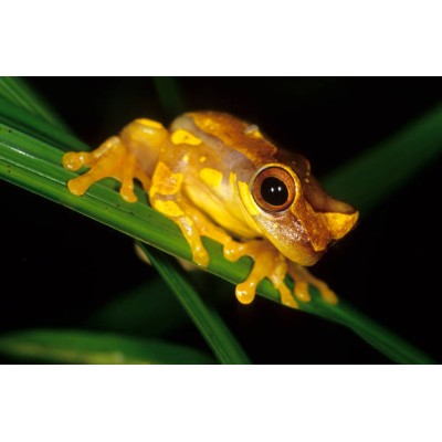 Rana Payaso - Hyla Ebraccata