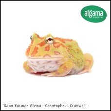 Rana Pacman Albina - Ceratophrys Cranwelli 