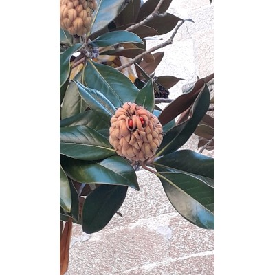 Hojarasca- hojas secas de magnolio