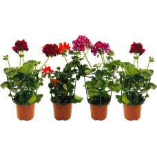 Geranio Gitanilla - Pelargonium