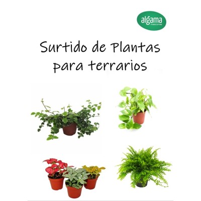 Surtido de plantas naturales para terrarios tropicales