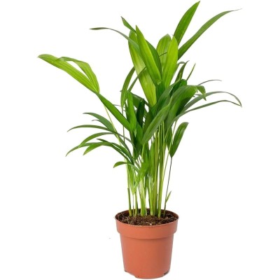 Palmera Areca