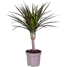 Dracaena