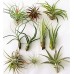 Tillandsias o clavel del aire