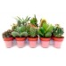 Bandeja variada de cactus miniatura