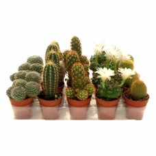 Bandeja variada de cactus miniatura