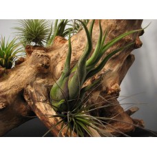 Tillandsias o clavel del aire