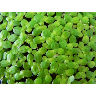 Lenteja de agua (Planta acuatica)