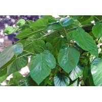 Hojas de Morera - Morus Alba Hojas de Morera - Morus Alba