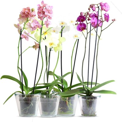Orquídea -Phalaenopsis