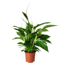 Spathiphyllum 