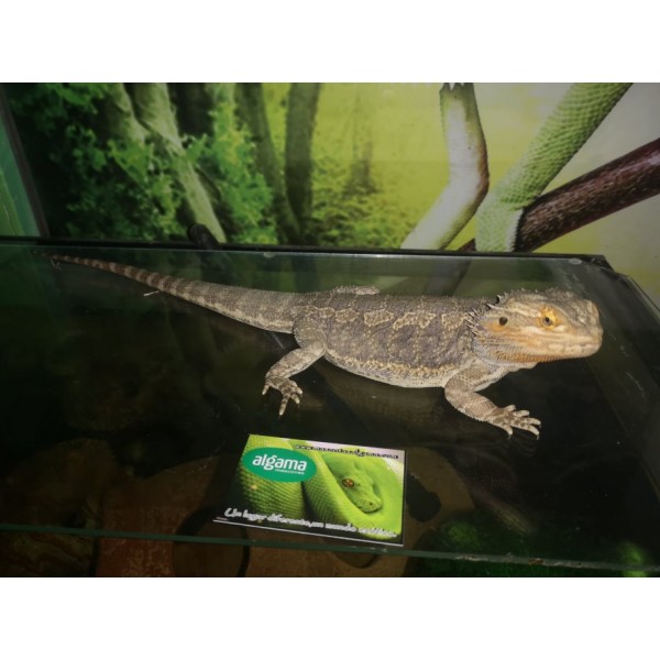 Comprar Pogona Vitticeps Macho Adulto Nominal