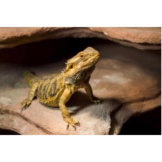 Pogona Vitticeps - Dragón barbudo (Juveniles) 