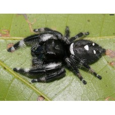Araña saltarina - Phidippus regius