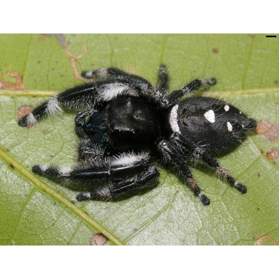 Araña saltarina - Phidippus regius