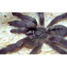 Tarántula chevron -Psalmopoeus cambridgei