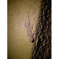 Gecko de dedos de raqueta - Ptychodactylus ragazzi