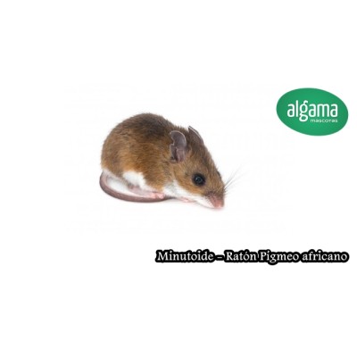 Minutoide (Ratón de pigmeo)