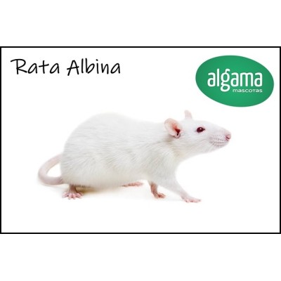 Rata Albina