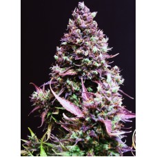  Cream Caramel Auto -  Sweet Seeds