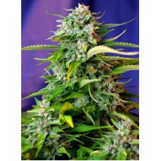 Jack 47 Auto - Sweet Seeds
