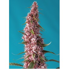 Red Pure Auto CBD - Sweet Seeds