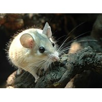 Ratón espinoso