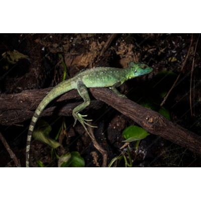 Basilisco esmeralda de doble cresta - Basiliscus plumifrons (Adultos)