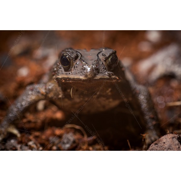 comprar rana / Animales exóticos / Mascotas Algama