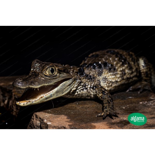 Comprar Caimán de anteojos - Caiman Crocodilus | Animales exóticos ...