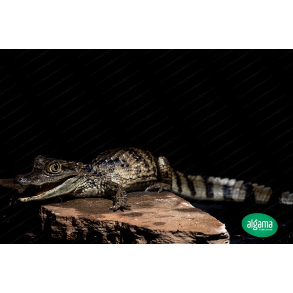Comprar Caimán de anteojos - Caiman Crocodilus | Animales exóticos ...